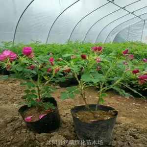 ����800Ķ�ļ�õ�廨��/��֦õ�� ���˽��� 2023�Ѹ���