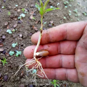 云南毛桃苗 江西毛桃芽苗批发