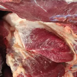 养殖场直供鲜马肉活马现杀现宰鲜马肉马后腿肉新鲜味美