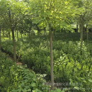�ƽ𻱼۸� 8���ֻƽ𻱼۸� ��������10���ּ޽���羰���罨��������