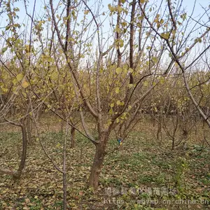 ����������Ӧ����ʹ�����÷�磨��÷��),������׳��������