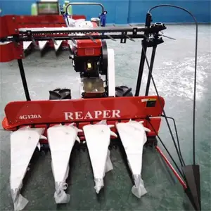 ������С���ո�� ���1����Ҷ�ո�ɹ�� ������ޣ��Ƭ��