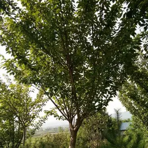 �������� ӣ����ֲ����***�� �ձ���ӣ 10�����ձ���ӣ380Ԫ��
