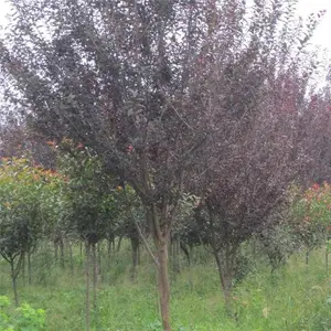 ��Ӧ ��Ҷ������ С��ľ��Ҷ�� �羰��5����8����10������Ҷ��