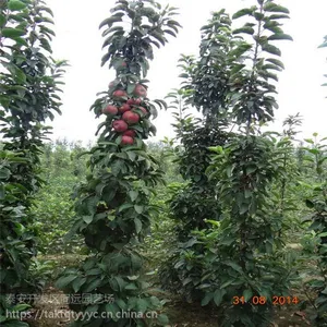 苹果苗多少钱 苹果苗种植 欢迎选购