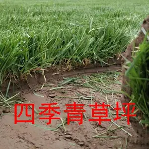 河北省草坪种植家庭农场供应石家庄冷季型草坪-栾城四季青草皮