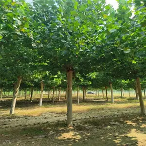 ����13����14���ַ�ͩ �����̻���������ϵ������Ӧ��ǿ