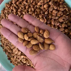 山毛桃籽价格 山毛桃种子批发出售