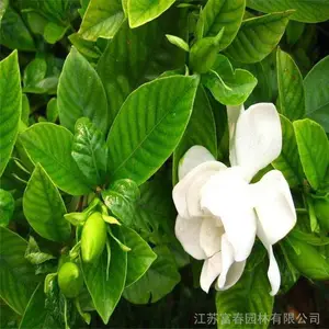 ���Գ���ĵ�����ӻ� ������ֲ Ʒ�ż��� ��̳���� ԰���̻���ֲ