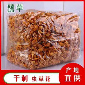 臻草菌业虫草花北虫草新鲜虫草花北虫草煲汤方法产地批发零售