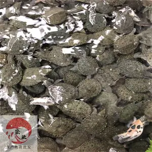 �㶫����_�糡ֱ��ˮ����_��ˮ�ձ���