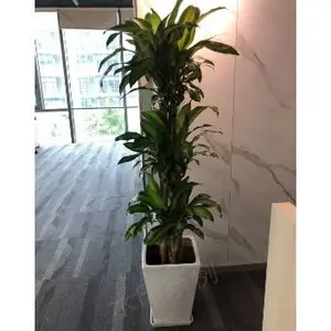 虹口区绿萝租赁 和谐共赢 上海鑫武景观绿化供应