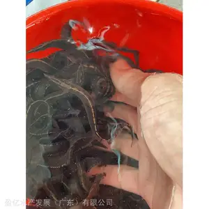 ��ͷ���۴���5-7cm�������� ӯ��ˮ��