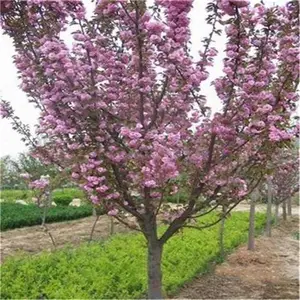 ����4����5����ӣ�� �ձ���ӣ ��ӣ ӣ��С�� ͥԺ����С���̻�