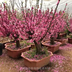 红梅盆景 盆栽梅花老桩 别墅庭院阳台观花 原生树种 花香色纯