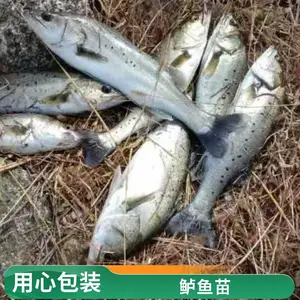 海鲈苗厂家批发 成活*** 肉质鲜嫩 快速发货 可开发票