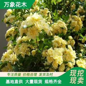 ���Գ��� ��ľ�㻨 �ȼ��̻� ԰�ֱ���ǽ�崹ֱ ͥԺ�쾰