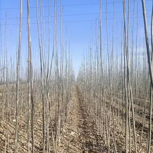 山东菏泽鄄城速生白蜡树苗木基地批发,2-6公分白蜡树小苗产地报价，白蜡树成活,白蜡苗木供应商厂家上车价格