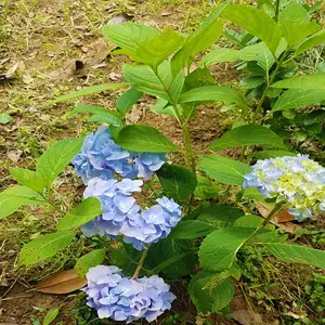 ����԰��Ʒ�� ����2-10��֧������ɻ���۸�