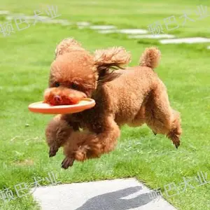 官渡区宠物寄养一周多少钱 值得信赖 昆明顿巴犬业供应