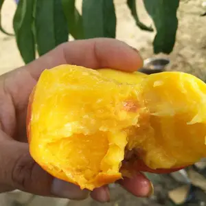 ë����۸� ���Ļ�����ѩë������ 18��������