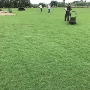 马尼拉草坪草皮 园林绿化草地 耐践踏抗旱 护坡固土操场运动场用草