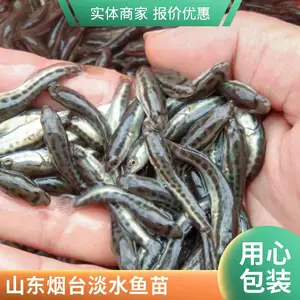 山东烟台黑鱼苗泥鳅鱼苗养殖场泥鳅寸苗黑鱼苗并供