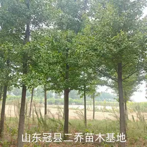 8公分至12公分银杏树,聊城临清市原生冠银杏树基地,银杏树产地报价,山东聊城银杏树