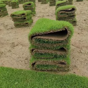 ���ݽ����̻���������Ƥ ������������ƺ***���Ƕ���