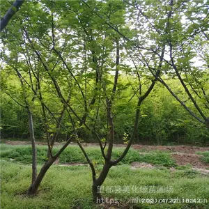 ����Ե ÷����÷��Ӧ ����ֲ���÷С�� ԰���̻�