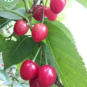 ���������ӣ����۸��,������ӣ�������Ǯһ��
