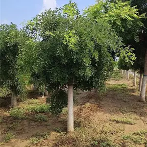 ��צ������-12������צ��-����ֱ��-װ��������-��������
