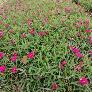 �� ���ļ�ʯ�� ����ʯ�� ŷʯ��Ļ��� ���繩Ӧ ��������