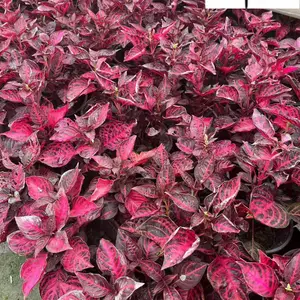 供应中国红杯苗 红叶苋盆栽 节庆节日租摆草花 色彩炫丽 花境花坛观赏花卉