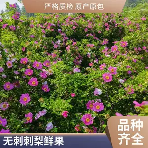 种植不无刺刺梨经济效益好