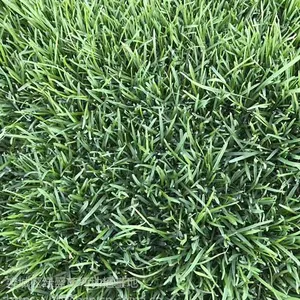 四季青草坪混播草坪栾城早熟禾草坪什么价格