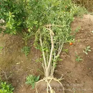 1�׻�ʯ�� ���߳����䲻ʵ ����ƤΪ���� Ҳ���˻������� ������ʯ��