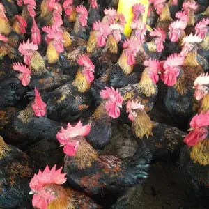 新疆芦花鸡苗芦花鸡苗批发 昌吉芦花鸡苗价格 喀什快大黑鸡苗 肉鸡苗