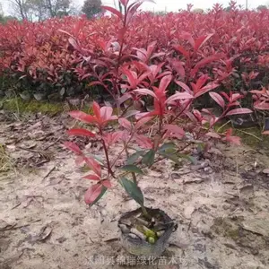 ����Ϣ ������Ҷʯ�С�罵�� Ӫ����ʯ���������ëǮһ��