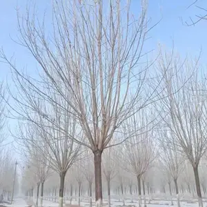 陕西千亩绿化苗木基地供应大小规格精品绿化工程苗木及占地苗木