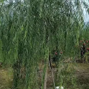 成都垂柳树柳树杨柳10公分12公分20公分报价格低便宜