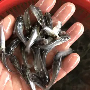 叉尾鮰苗***叉尾鮰沟鲶钳鱼