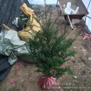 ��Ӧ�����춹ɼС��۸���������Ż�