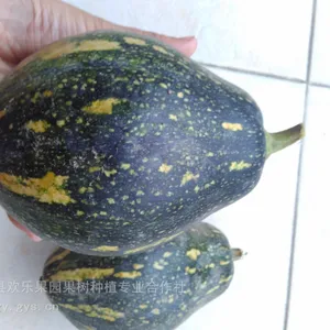 ��ɫ�߲���ֲ֮�����Ϲ���ֲ һ�����Ϲ��߲������Ϲ� ��Ŵ�Ϲ�����