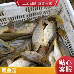 山西大同朔州草鱼苗鲤鱼鱼苗养殖场直销3-5cm草鱼水花鲤鱼夏花
