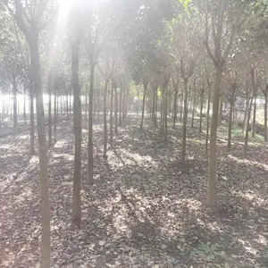 3公分大叶女贞价格山东3公分大叶女贞大量供应