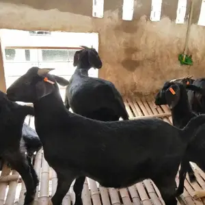 ��ɽ��Ʒ�� ���Ͱ�ɽ����ֳ�� ����ȫ������۸�� 100ֻ��Ҫ�ּ�Ķ���� �����г��۸�