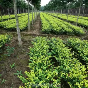 金叶女贞60高绿篱苗供应 庭院工程绿化黄叶女贞 周至绿化苗木行情