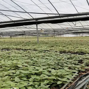 苗源 中草药 巴西人参驯化苗 人参薯 人参苗 0555