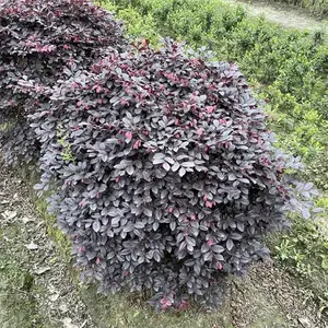 衡阳红花继木小杯苗 易成活 繁殖生长快绿化工程苗
